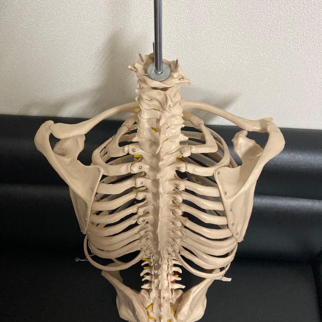 人体模型 骨格モデル 約80cm！カイロ！整体！ エステ！オステ！鍼灸！医療！