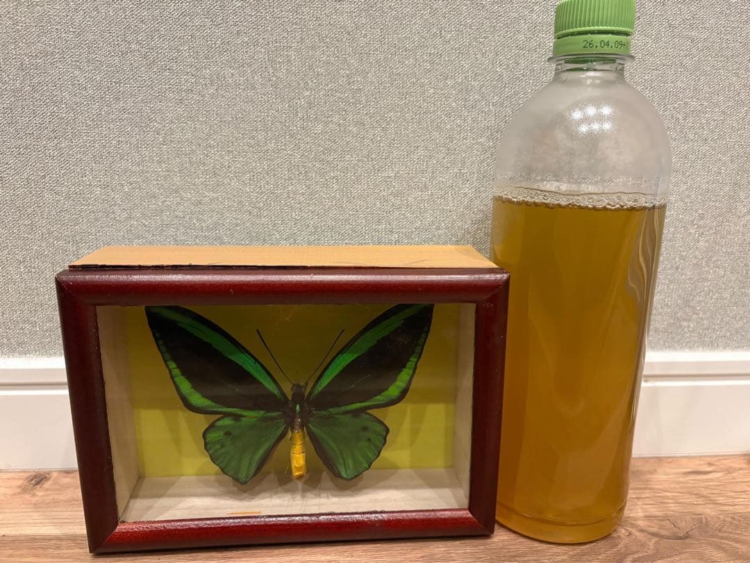 エメラルドアゲハ