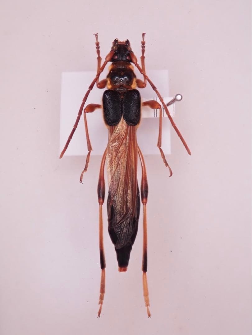 オニホソコバネカミキリ