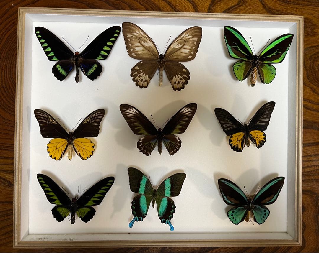 希少蝶の標本 ドイツ木製フレーム付き箱現状品のみ50x42x6cm
