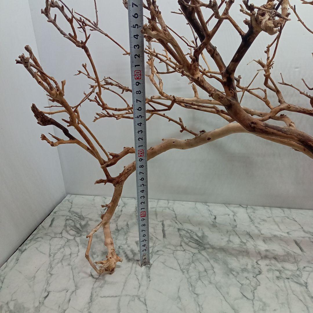 アク抜き済み流木【330】