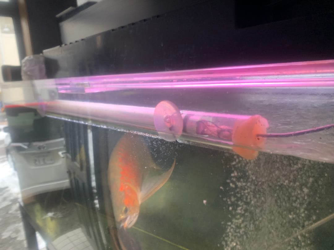 アロワナ　テンニング　水中蛍光灯