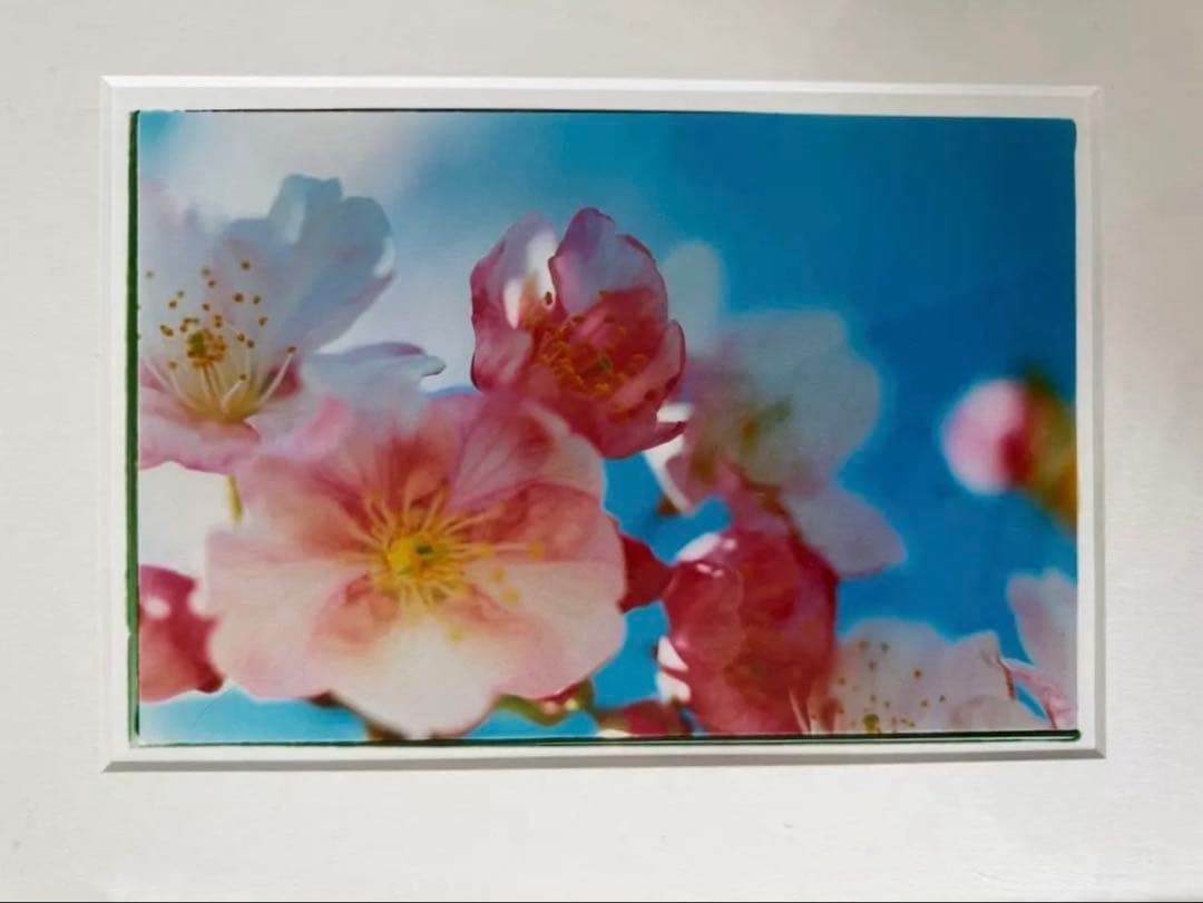 蜷川実花 Mika Ninagawa 桜 写真 GALLERY TAGBOAT