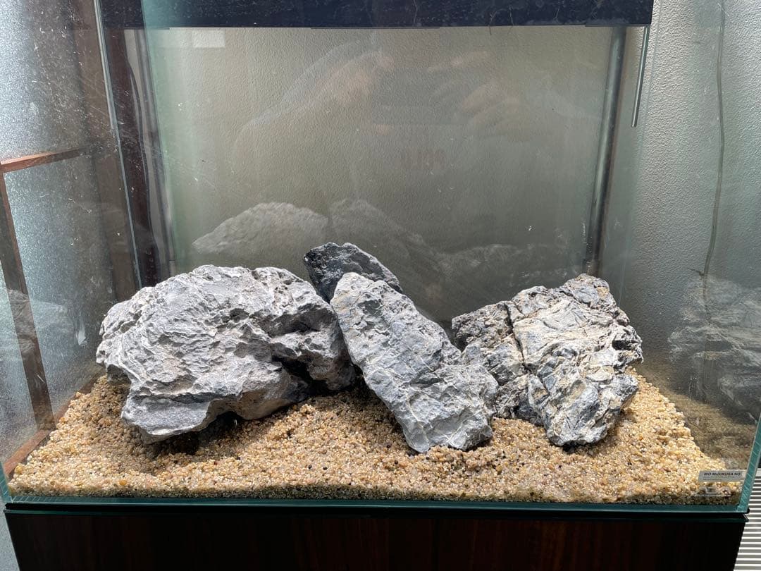 ADA 龍王石　親石サイズ