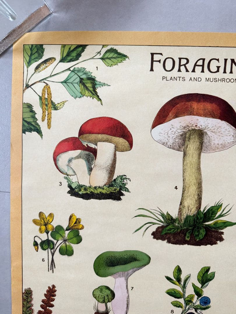 古着 ビンテージ USA きのこ 植物図鑑 サイケデリック ポスター 希少 美品