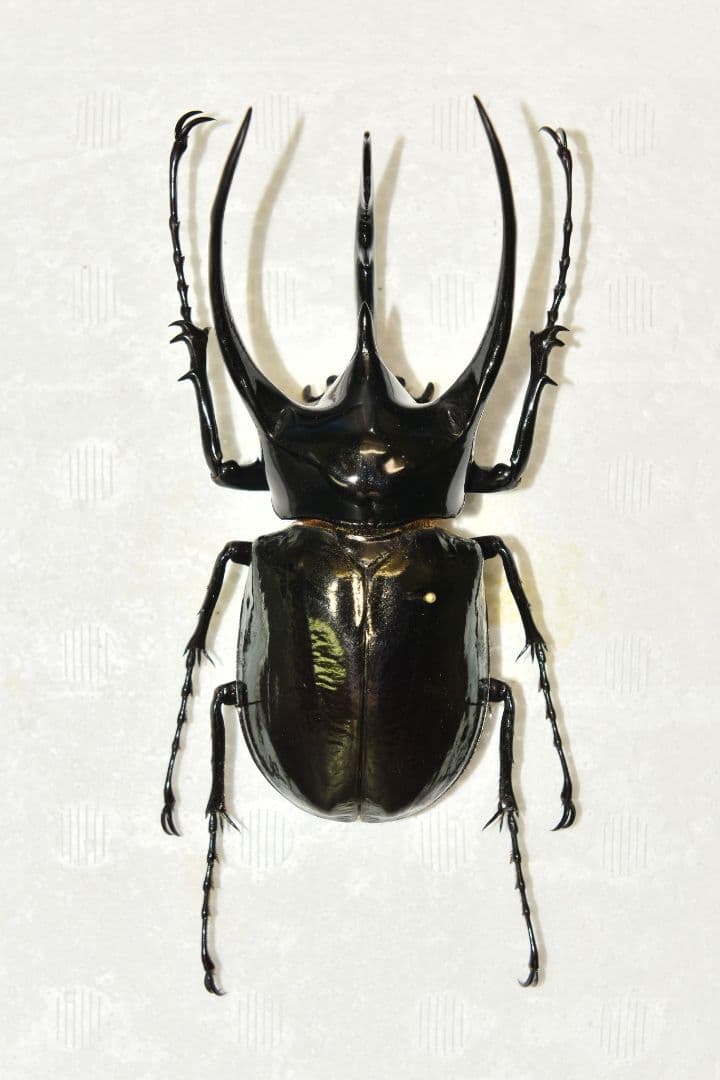 ジャワ産　コーカサスオオカブト標本　116ミリ　野外品