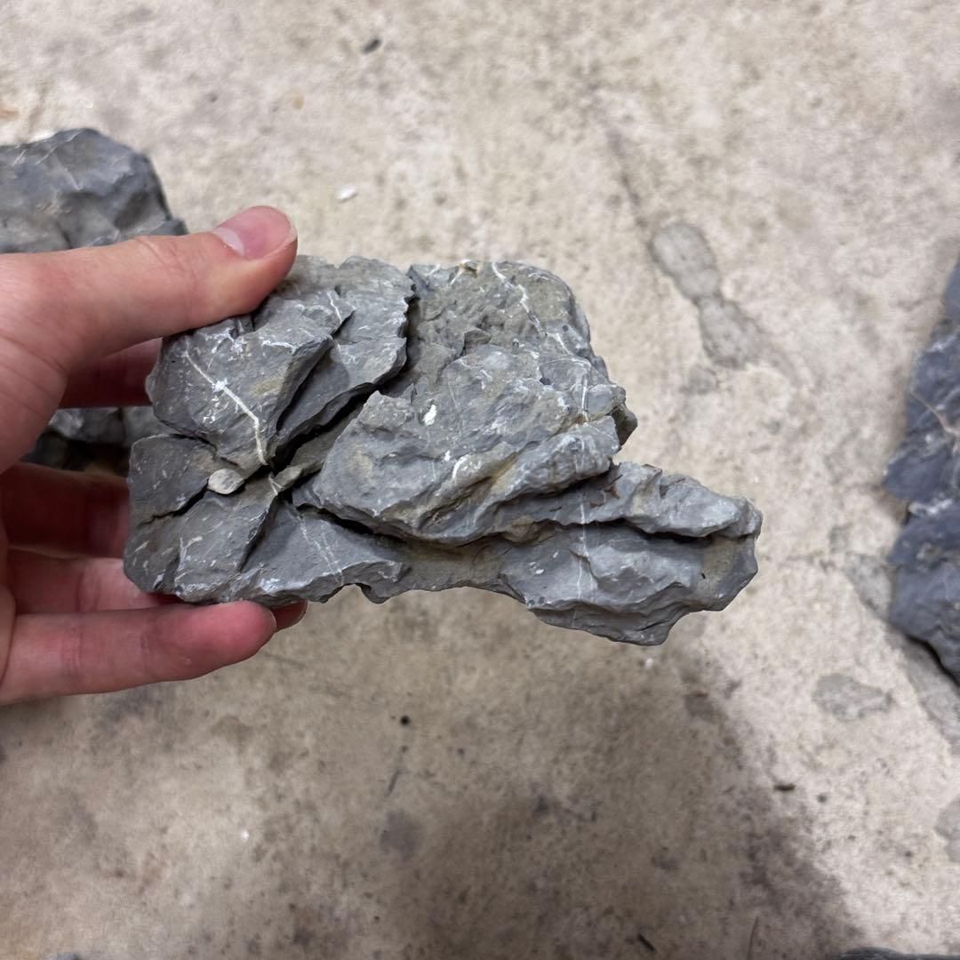 ADA龍王石 竜王石　セット　良型　1