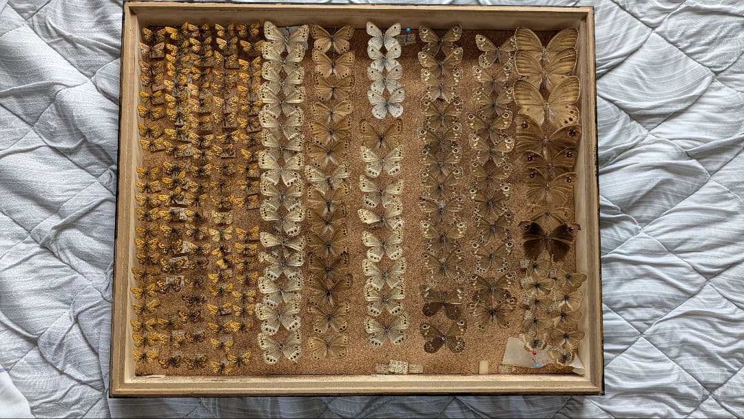 ジャノメ・セセリチョウ　セット