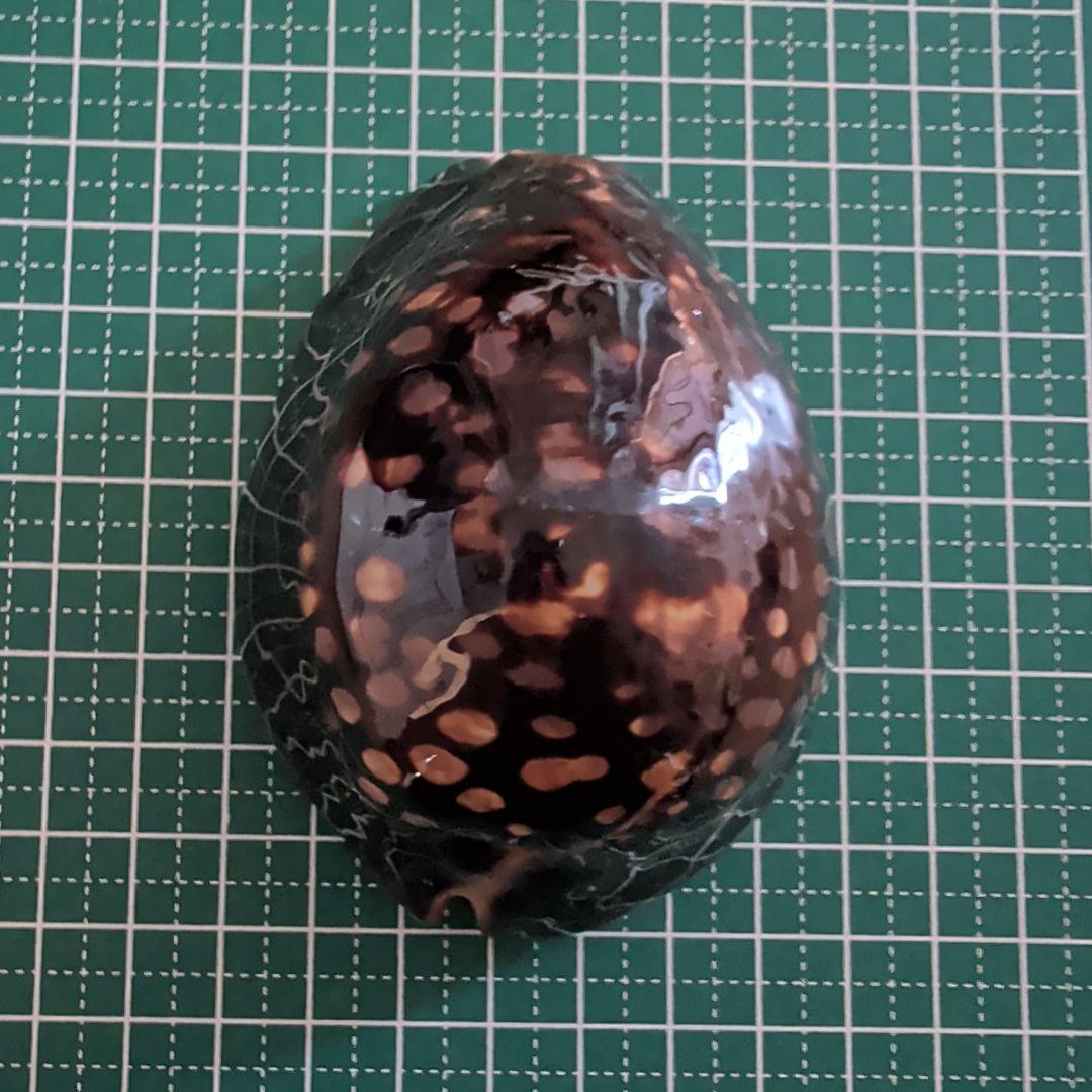 ハチジョウダカラ　９