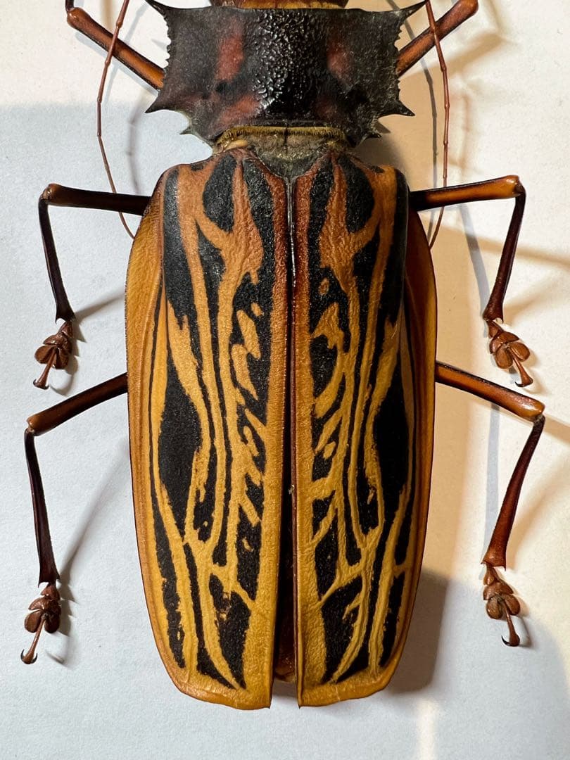 ペルー　オオキバウスバカミキリA-標本　162mm弱