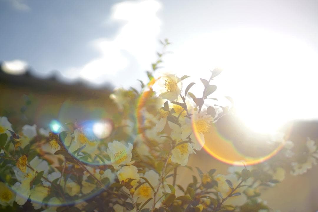 レンズ(単焦点) PENTAX Super Takumar 55mm f1.8