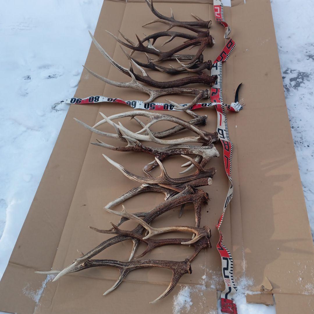 天然素材、蝦夷鹿の角 犬のおもちゃ、工芸品などに　3番