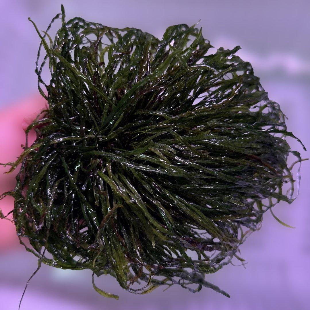 ミクロソリウムsp.本ナロー タイ産　溶岩石付き