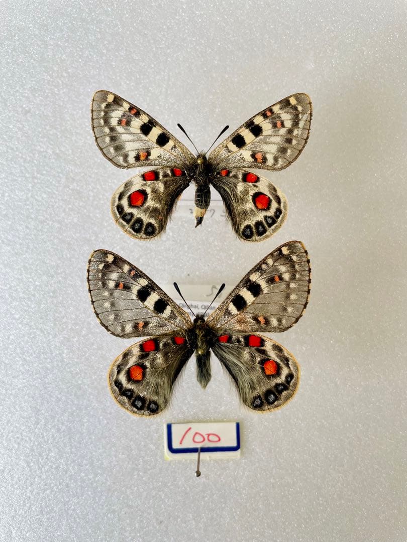 【バラ売り可能】パルナシウス・アッコ・ツライシャニ（1ペア、中国/青海省）