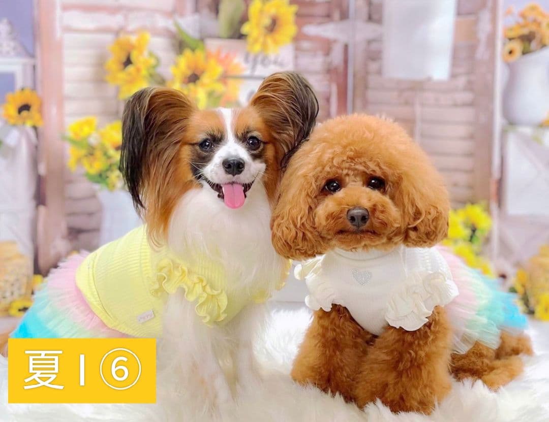 背景布【　スタジオ風　】　サンプル　ニューボーンフォト、ペット、ドール撮影用