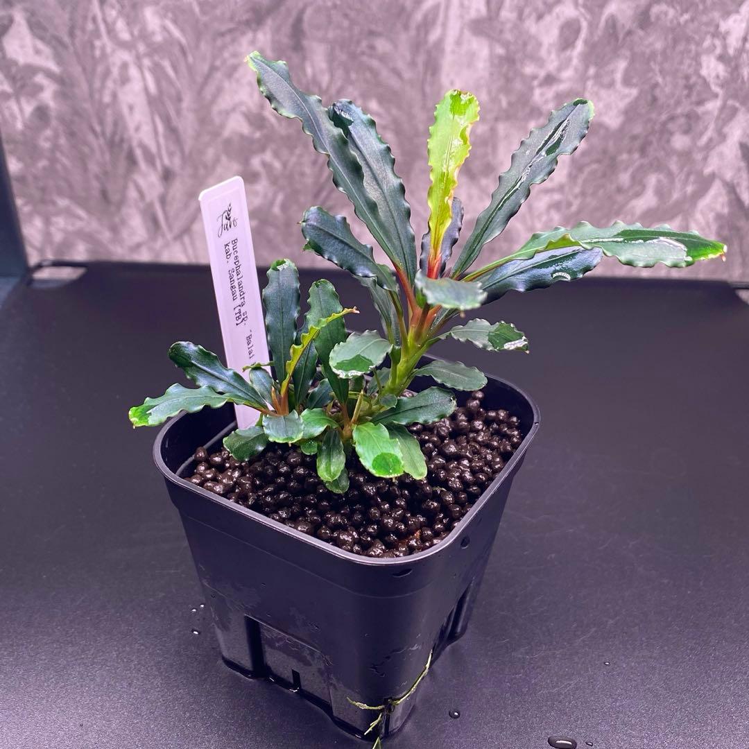Bucephalandra sp.\"Balai karangan\" 【TB】