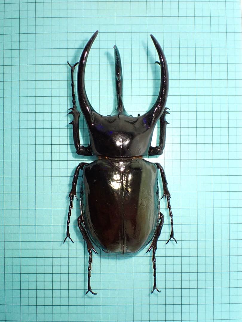 【標本】コーカサスオオカブト　マレーシア産　極太　117.5ミリ　飼育品