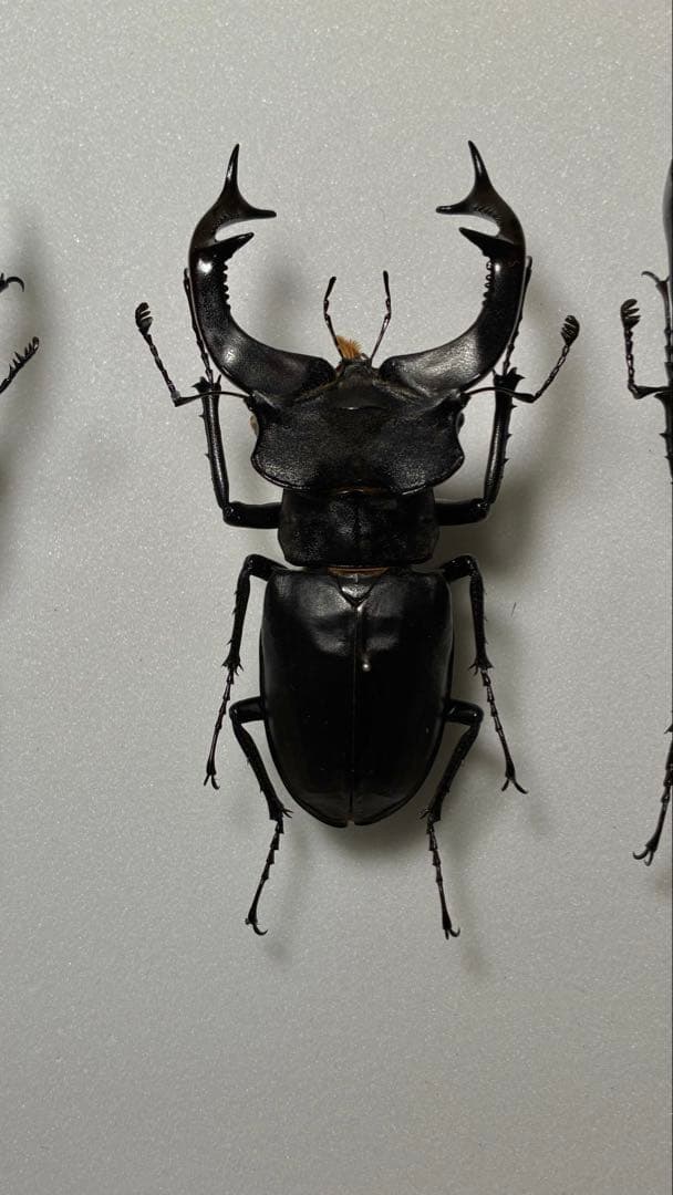 昆虫標本　大型ヨーロッパミヤマ2亜種セット 飼育個体