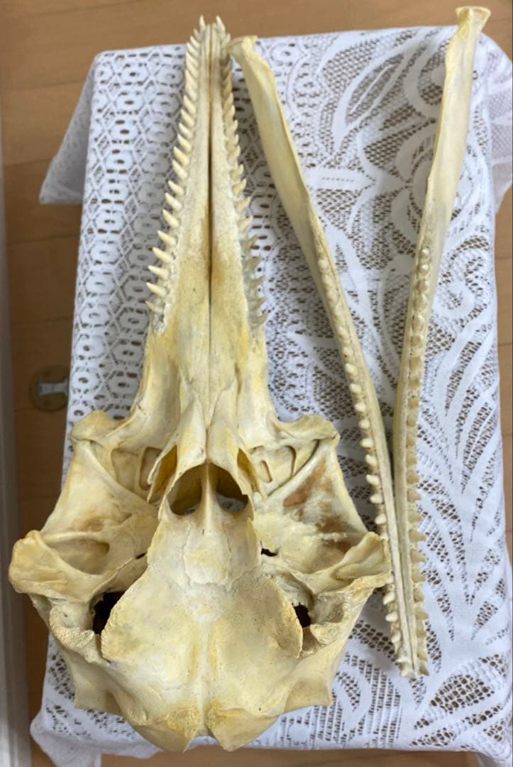 超希少種　シワハイルカ　頭骨　標本　海棲生物　いるか　イルカ