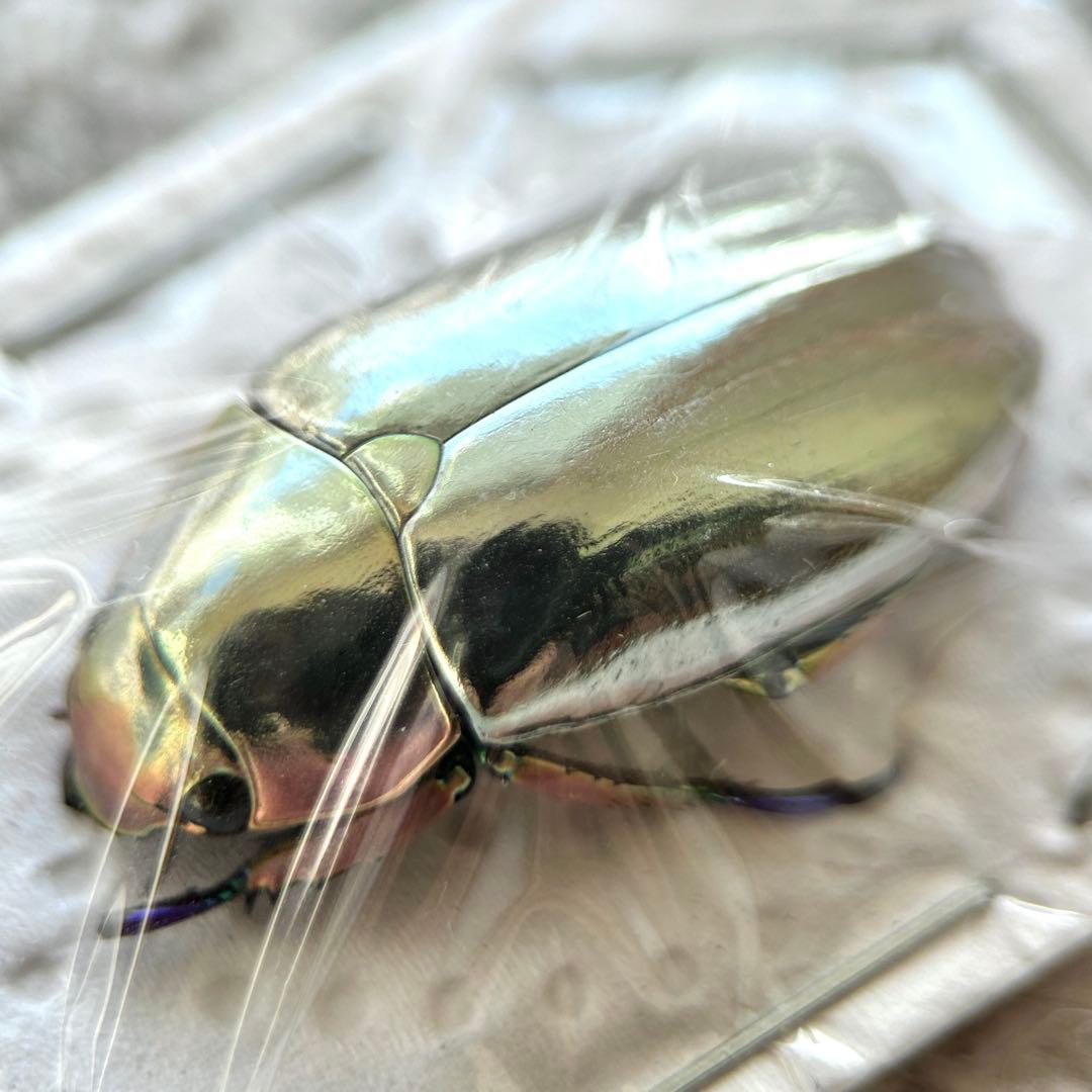 26009 クリサルギレアプラチナコガネ