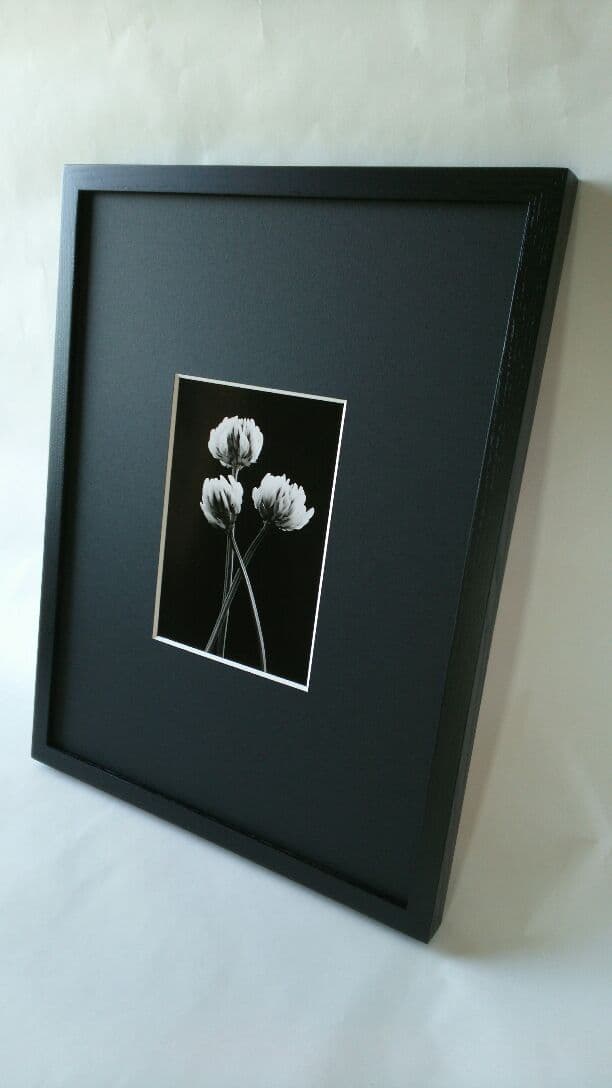 花「忘れないで・・・約束」シロツメクサ