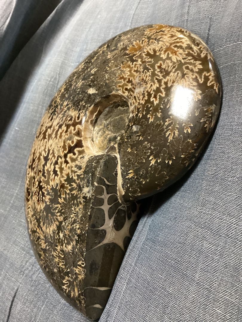 ろ*ず様 アンモナイト　化石　オブジェ　コレクション　置物(大サイズ)