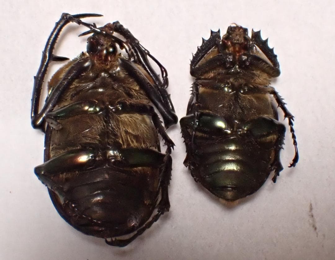 在庫最後　超希少だが状態が悪い　野外品　ベトナム　パリーテナガコガネ　標本　ペア