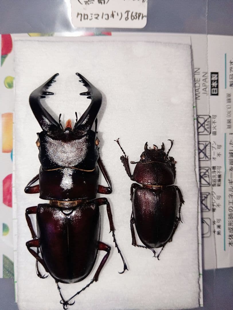 クロシマノコギリ（黒島）63ミリペア