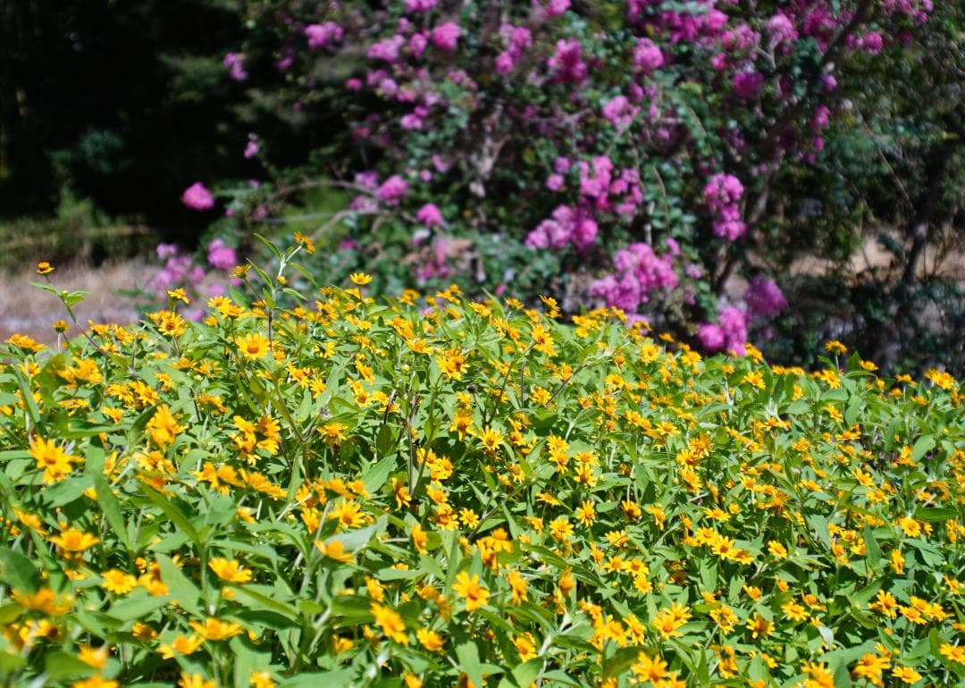 【レア】 Vivitar WIDE ANGLE 35mm F2.8