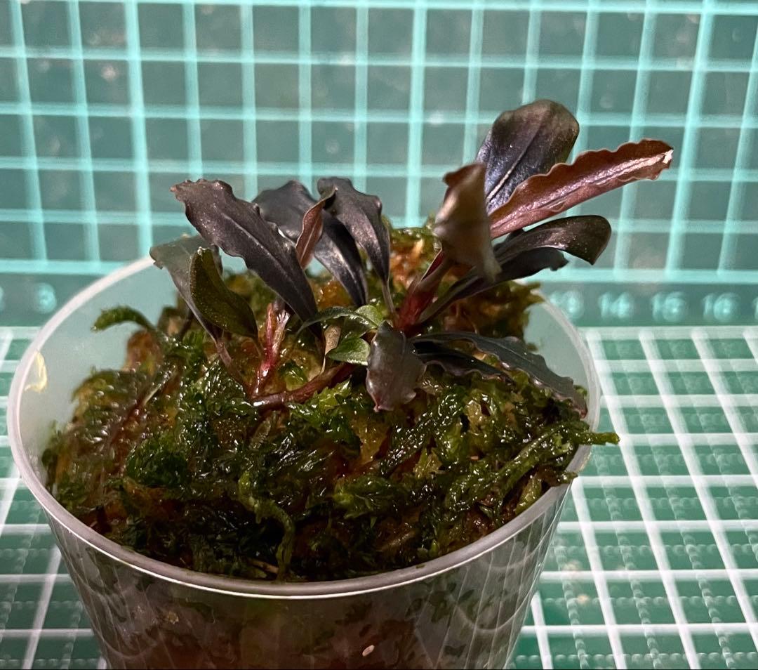 水草 Bucephalandra sp.Ghost kalimantan