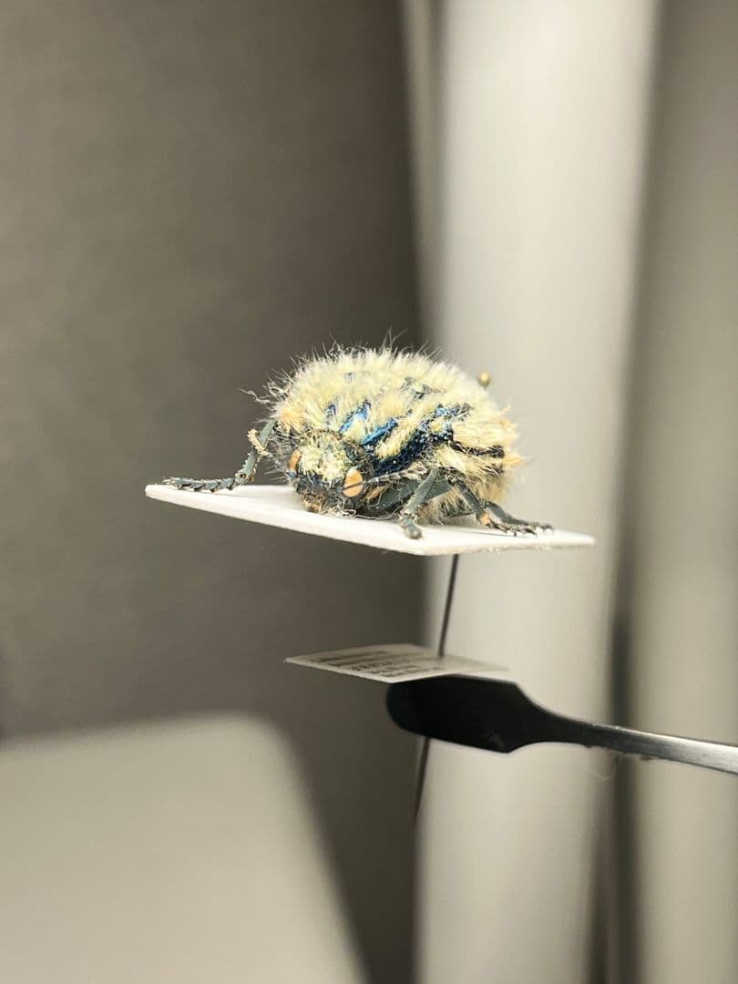 【剛毛】ムラサキケブカフトタマムシ スハンダエ プラチナコガネ コブハムシ