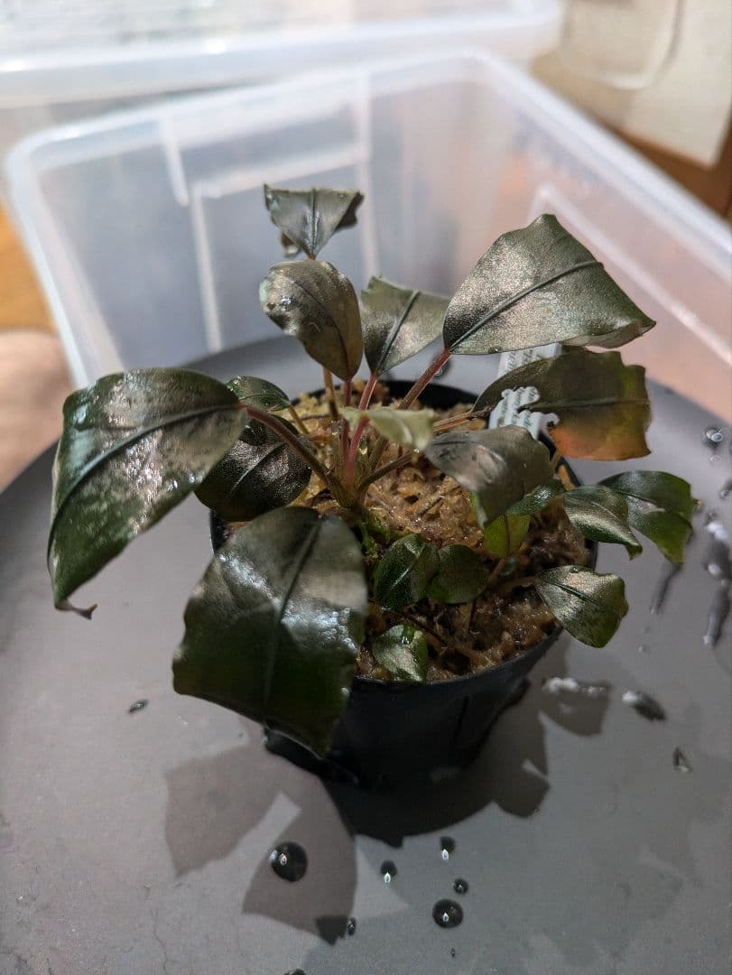 専用　Bucephalandra sp. Black herrykafa