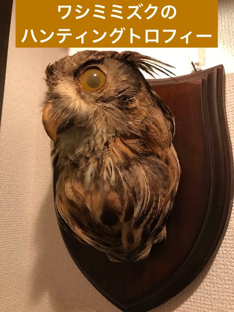 シベリアワシミミズク　剥製　頭部　ハンティングトロフィー　ミミズク　フクロウ