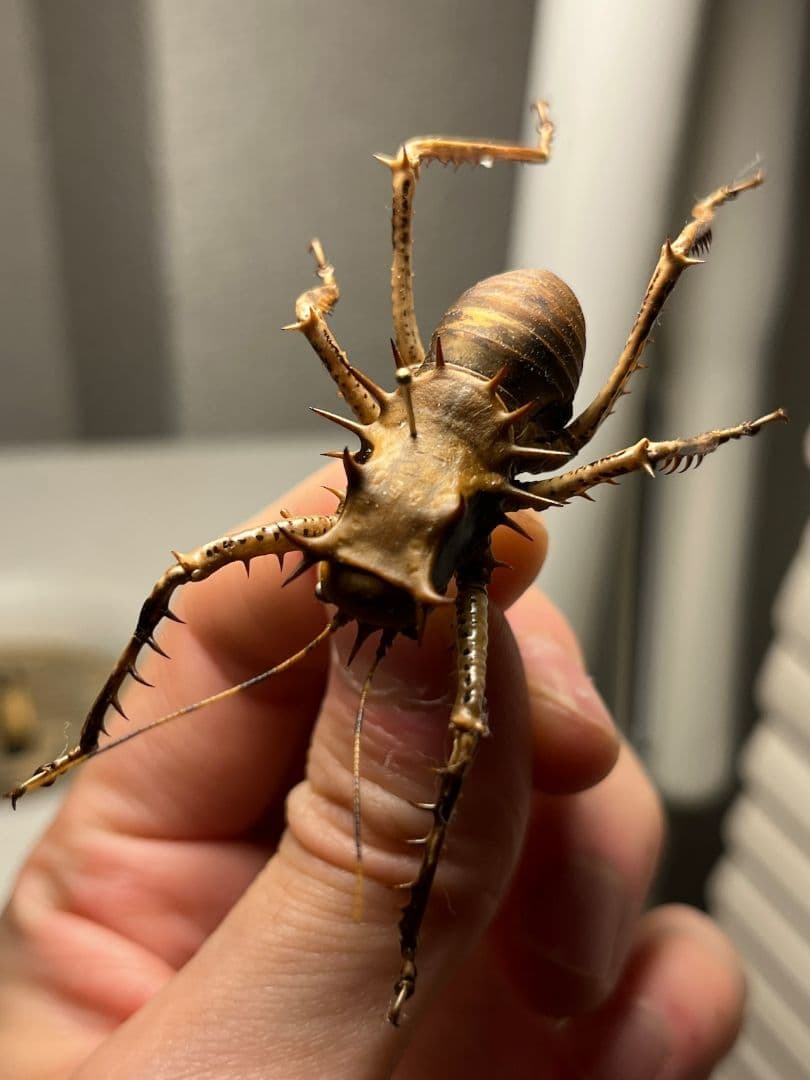 【33mm】アーマードクリケット 武装コオロギ ドラゴンヘッドコオロギ昆虫標本