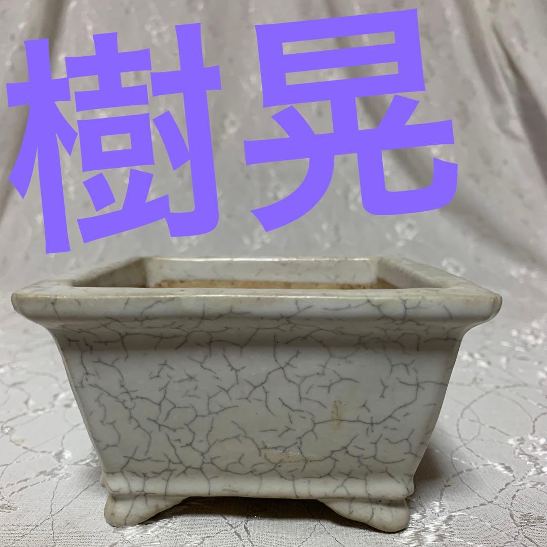 樹晃　正方　盆栽鉢