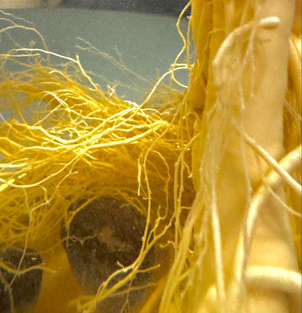 高麗人参　約40年物　古酒　ビンテージ　ガラス瓶　金色　富士商事　健康酒