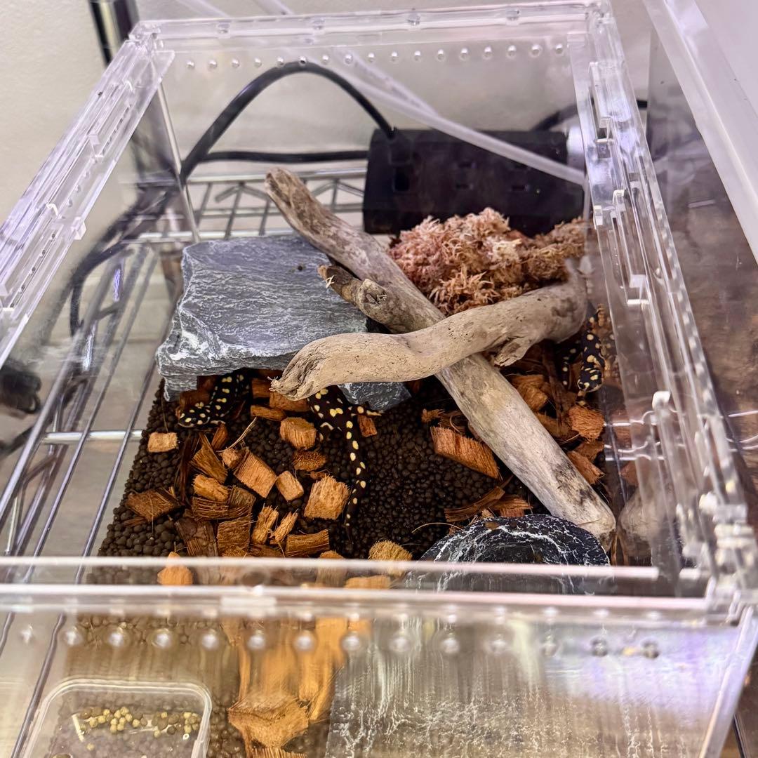 爬虫類 両生類 昆虫　プラスチック飼育ケージ　30×20×15cm 4個セット