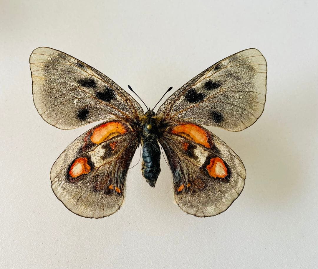 パルナシウス・アポロ・ウイスコッティ （1メス・スウェーデン・ゴッドランド）