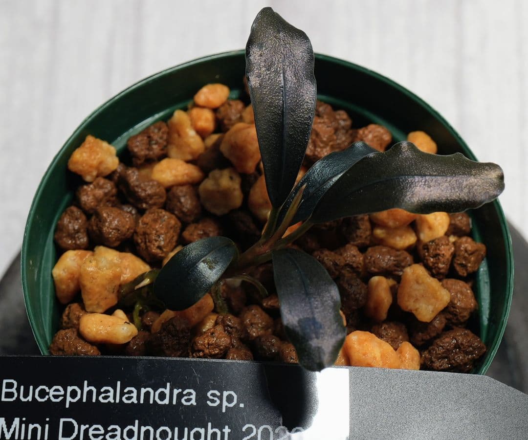 水草 Bucephalandra sp. Mini Dreadnought