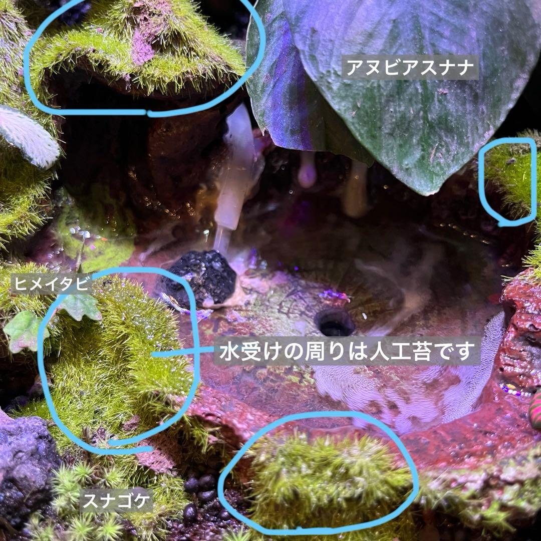 【値下げしました】レイアウト水槽 イモリウム カエルリウム