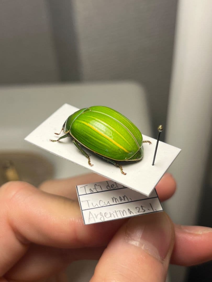 【鶯黄金希少種】グランディキュラタケコガネ 標本 ウグイスコガネ プラチナコガネ