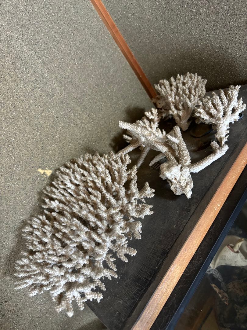 珊瑚　置物　塊1個バラ5個