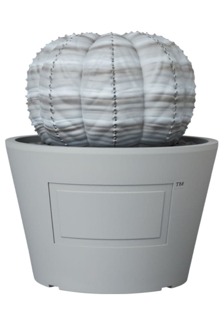 BOTANIZE VCD Euphorbia obesa 2個セット