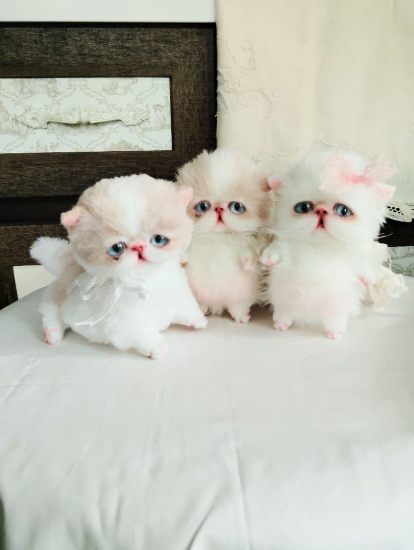 madame fufu様❤オーダー❤エキゾチック子猫ちゃん♡お腹ぽっこりちゃん♡