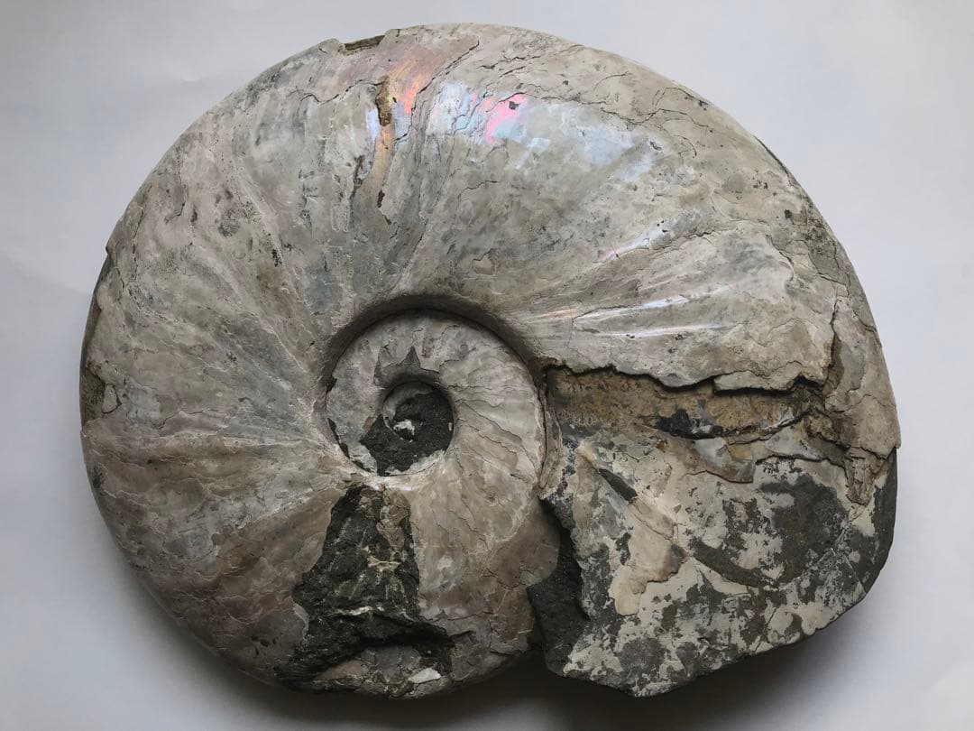 〈新入荷〉マダガスカル産　アンモナイト化石青（ビューダンティセラス）超特大サイズ