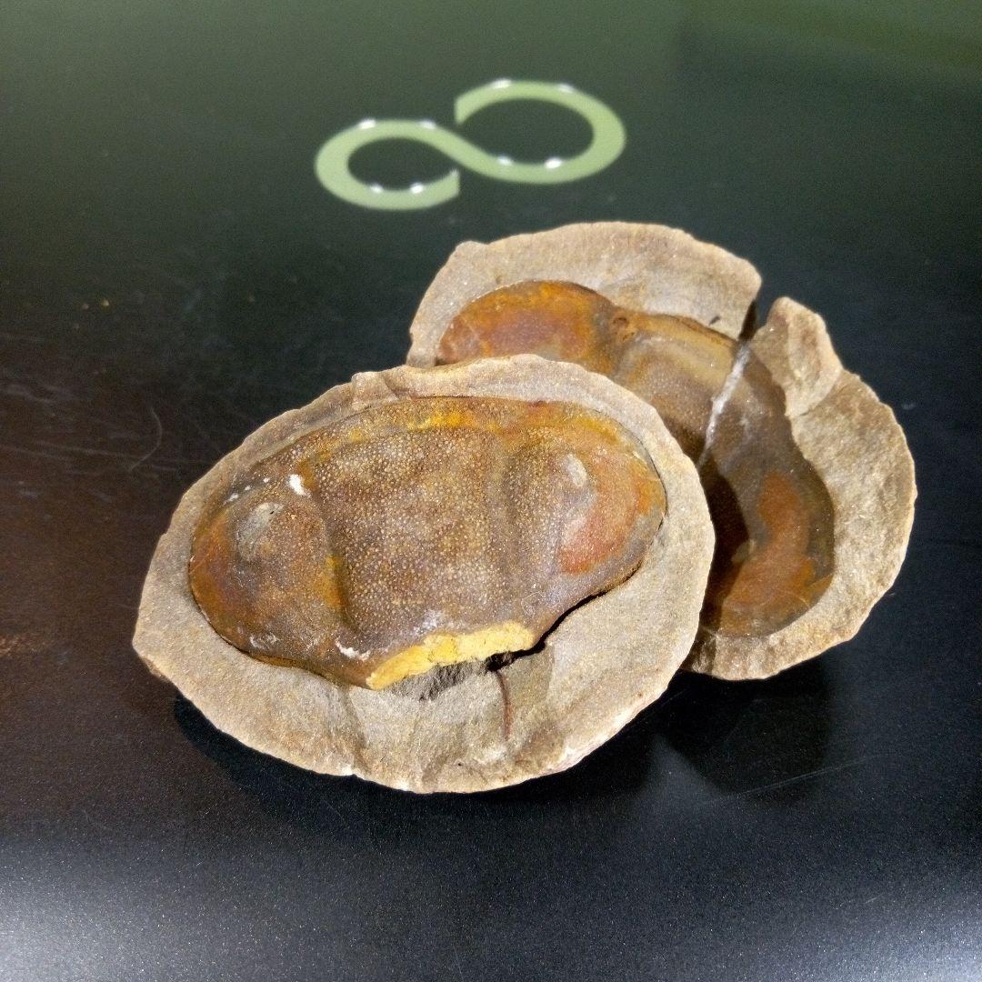 三葉虫　化石　fossil　ボリビア産　trilobite　ノジュール管理③