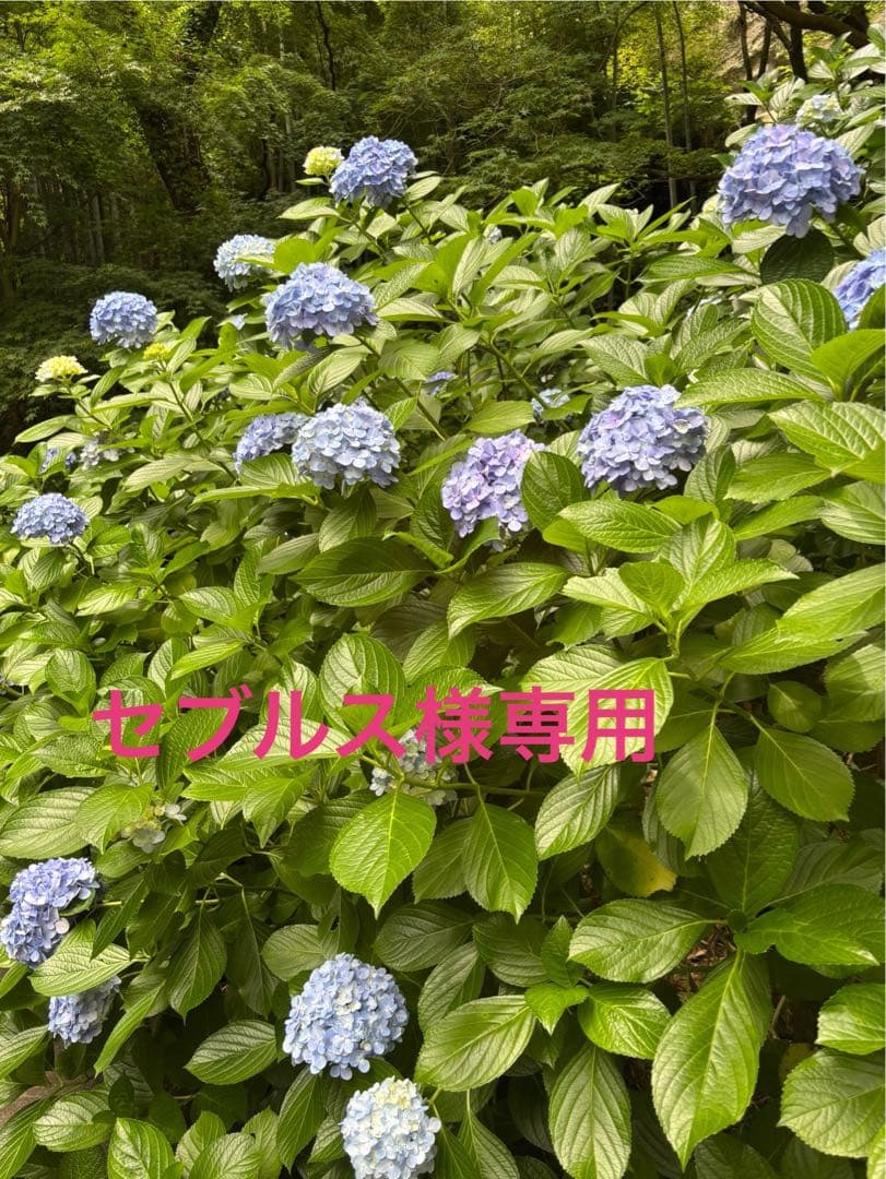 セブルス さま専用　wall v3 ハイタイプ 完成品 棚板部品取説付