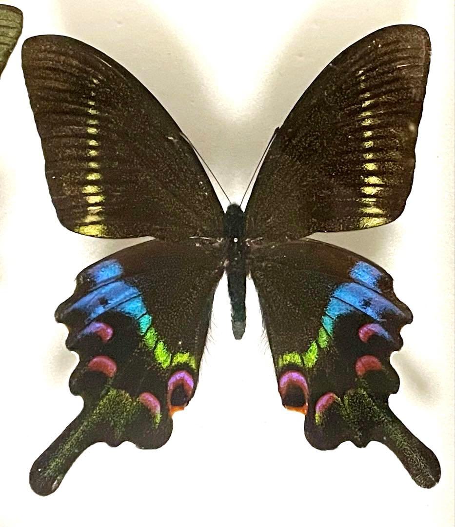 蝶 蛾 標本 タカネクジャクアゲハ カラスアゲハ