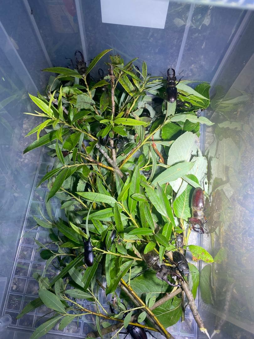 爆光 新品 強力 HID7インチ 115W程度 紫外線強化バルブ 灯火採集に！