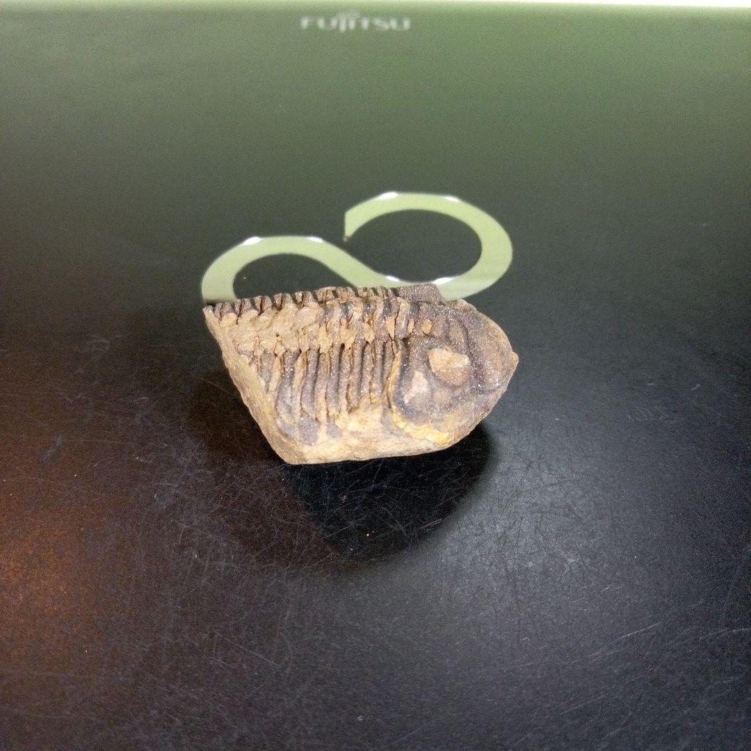 三葉虫　化石　fossil　ボリビア産　trilobite　ノジュール判別⑩